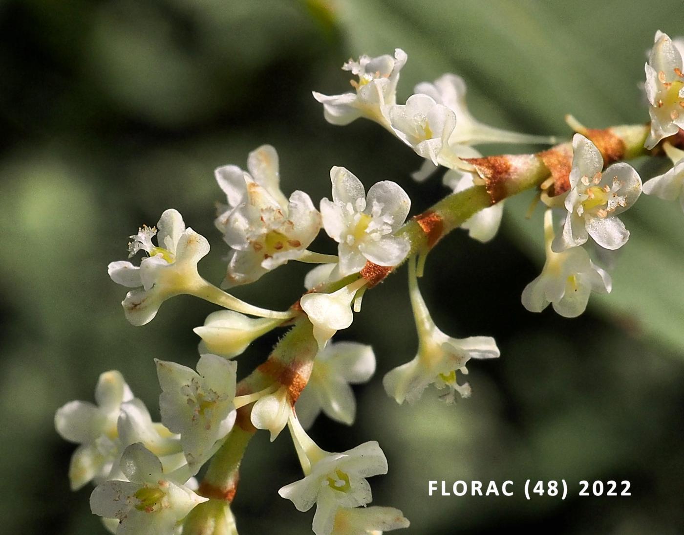 Knotweed, Japanese flower